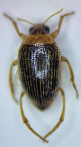 Haliplus immaculatus